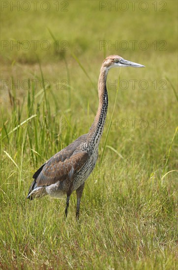 Goliath heron