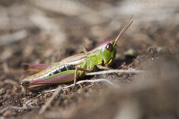 The meadow grasshopper