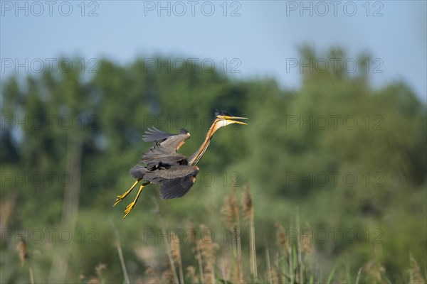 Purple Heron