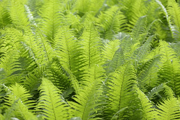 Ostrich fern