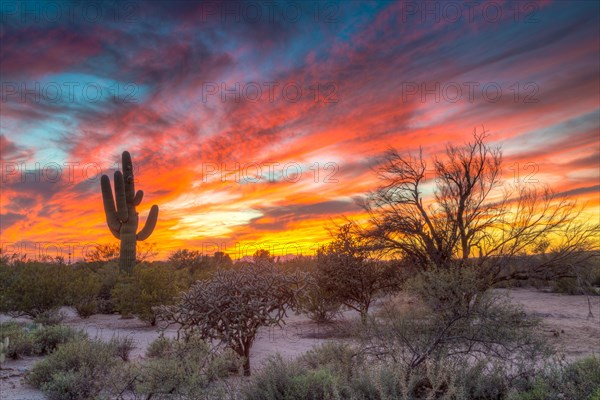 Desert landscape with saguaro cactus