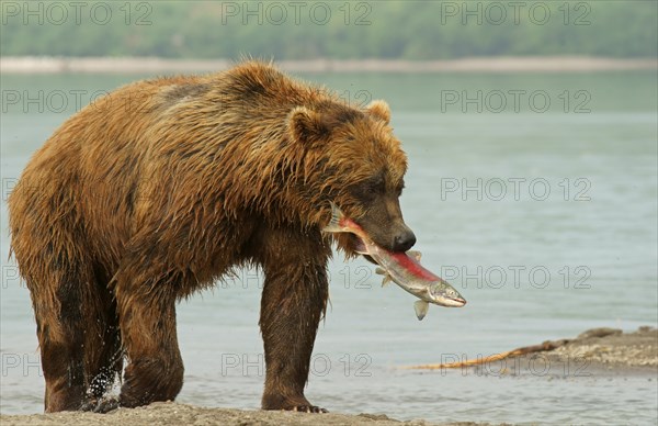 Brown bear