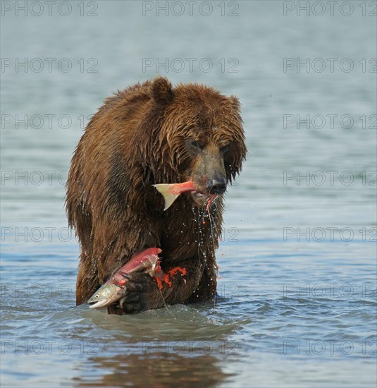 Brown bear