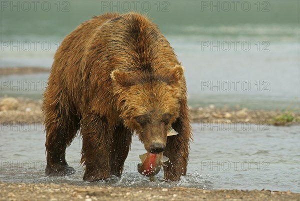 Brown bear