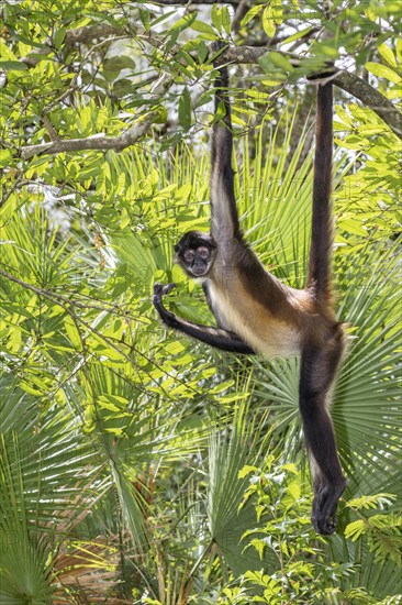 Geoffroy's spider monkey or black-handed spider monkey