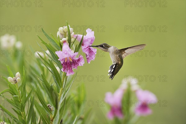 Ruby-throated Hummingbird