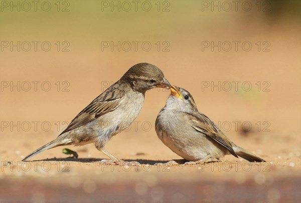 House Sparrow