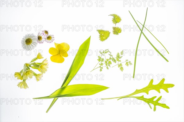 Still life with herbs and flowers