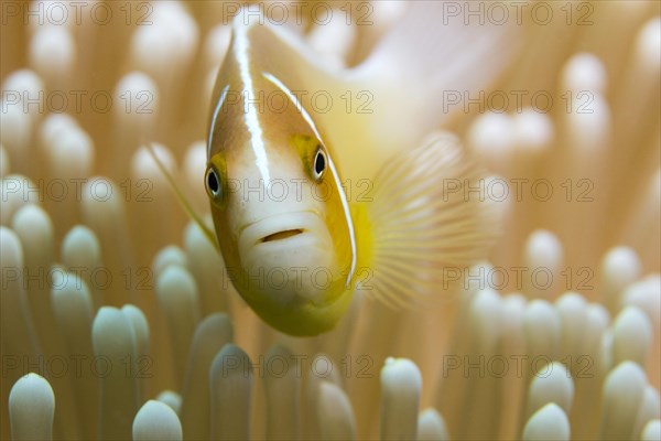 Orange skunk clownfish