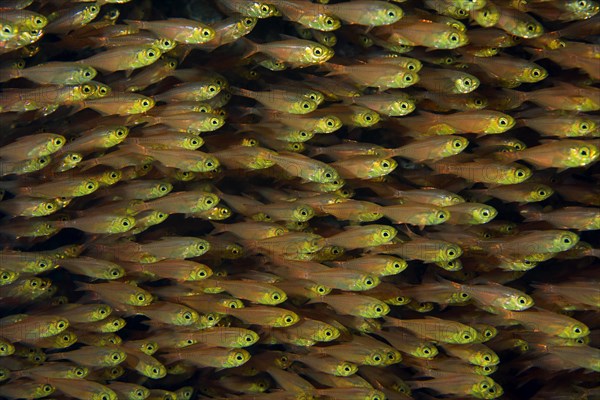 Large school of Glassfish