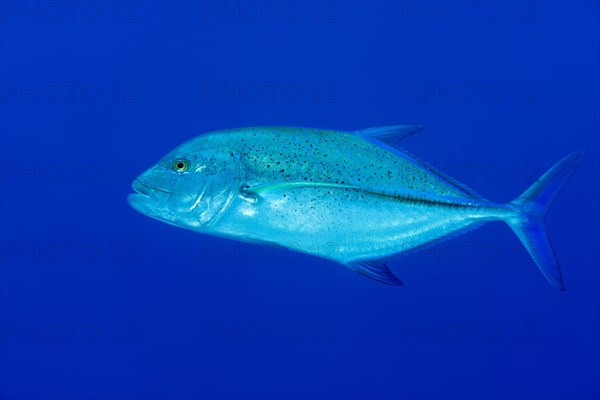 Bluefin trevally