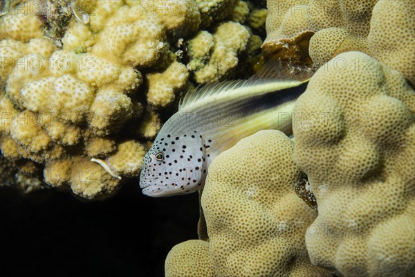 Black-sided hawkfish