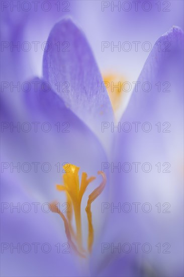 Woodland crocus