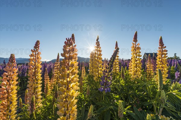 Sun shining through yellow multi Large-leaved lupines