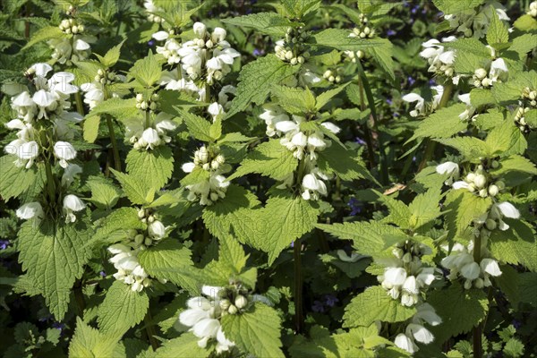 White nettle