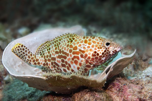 Honeycomb grouper