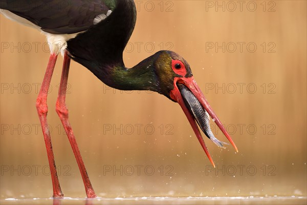 Black stork