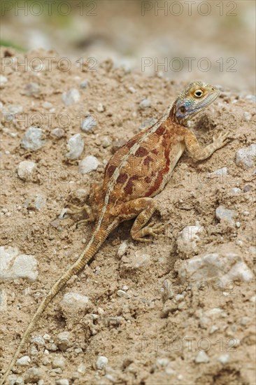 Ground Agama