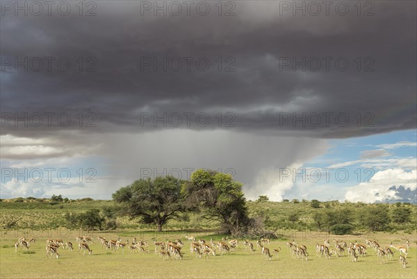 Springboks