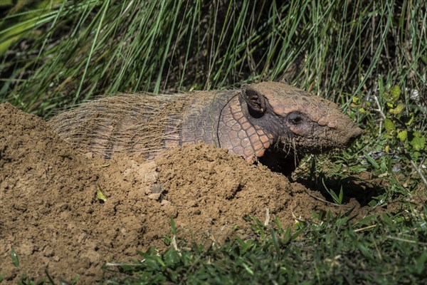 Big hairy armadillo