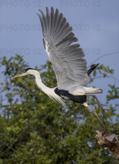 Cocoi Heron