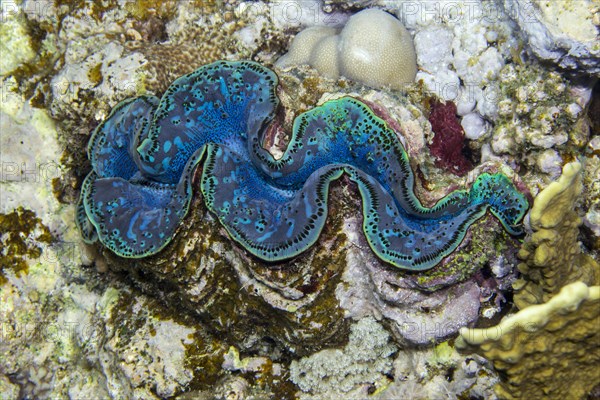 Maxima clam