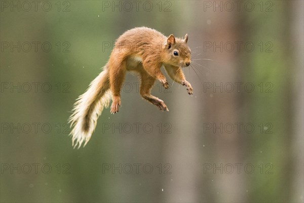 Eurasian red squirrel