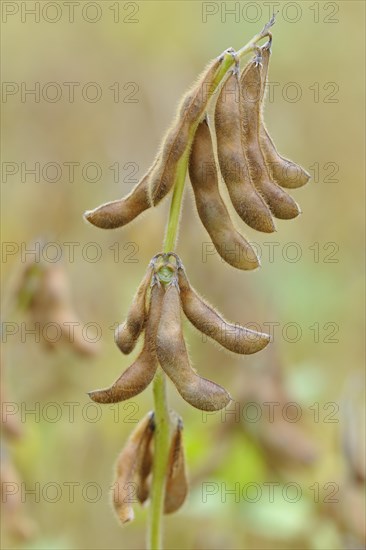 Soya beanplant