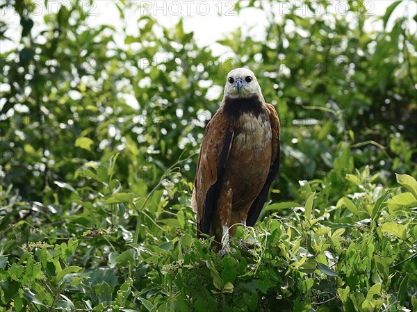 Black-collared hawk