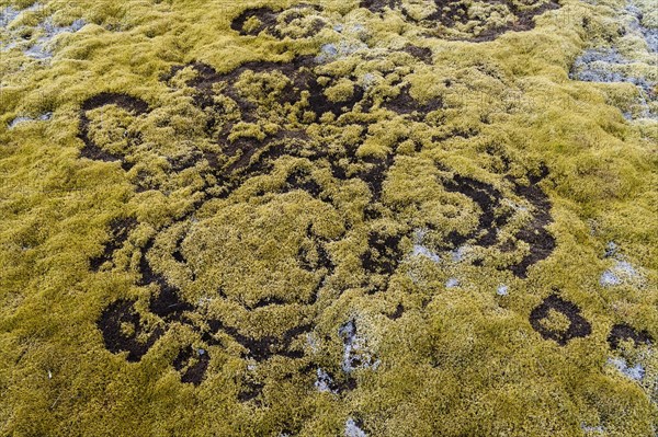 fairy ring in the moss