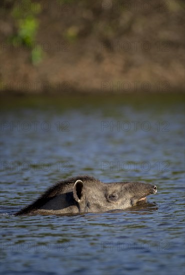 Lowland tapir