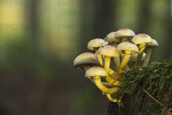 Green-leaved sulphur heads