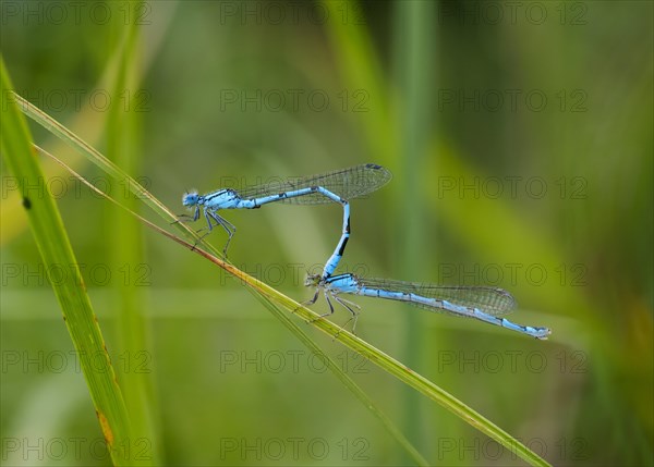 Common blue damselflies