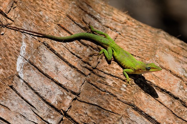 Green Anole