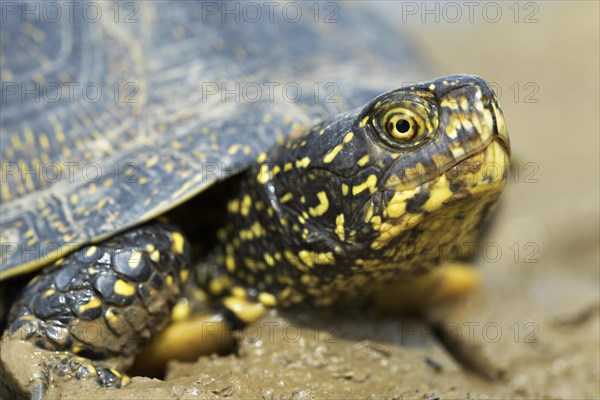 European pond turtle