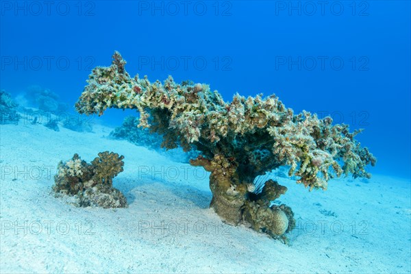 Single Table Coral