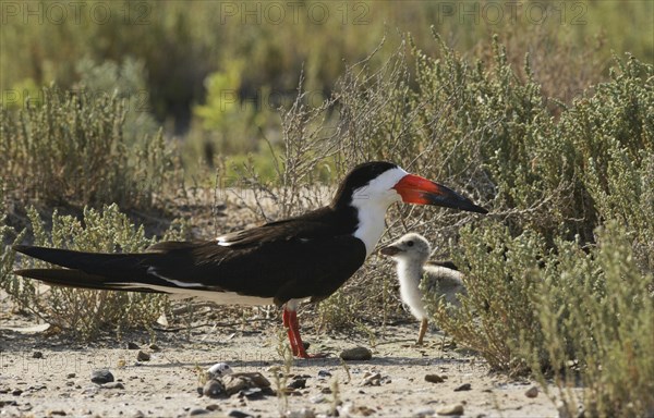 Black Skimmer