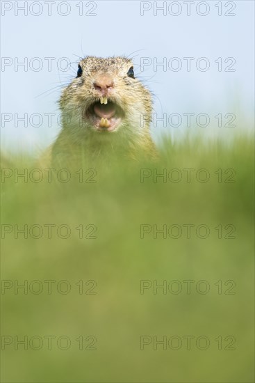 Ground squirrel