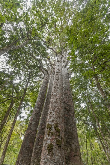 Four Kauri trees