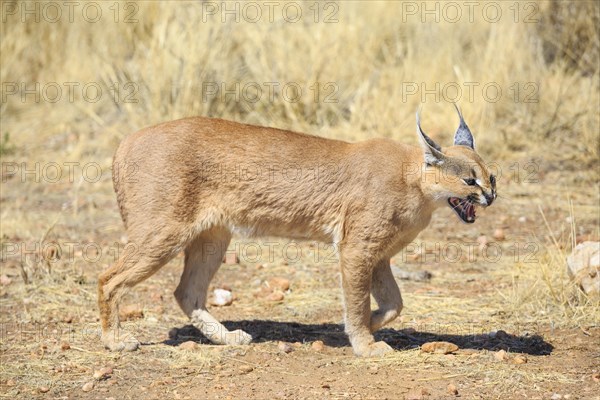 Caracal