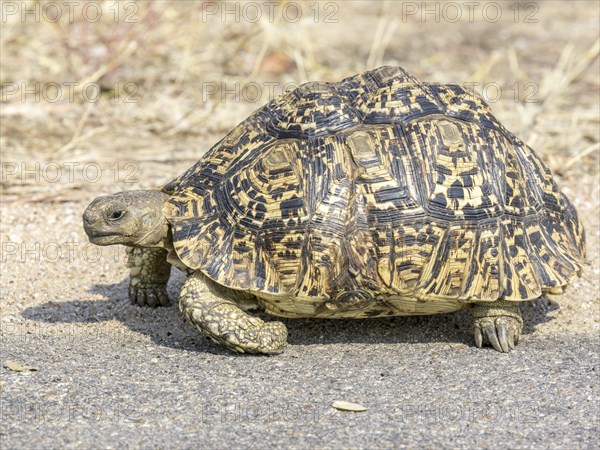 Leopard Tortoise