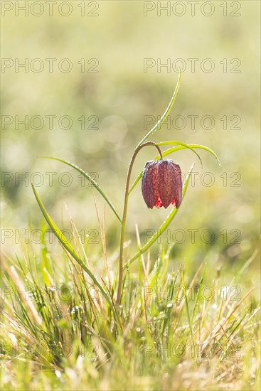 Snake's Head Fritillary