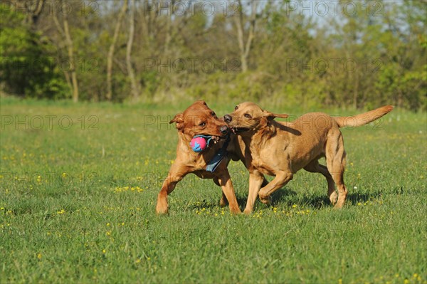 Two labrador retrievers