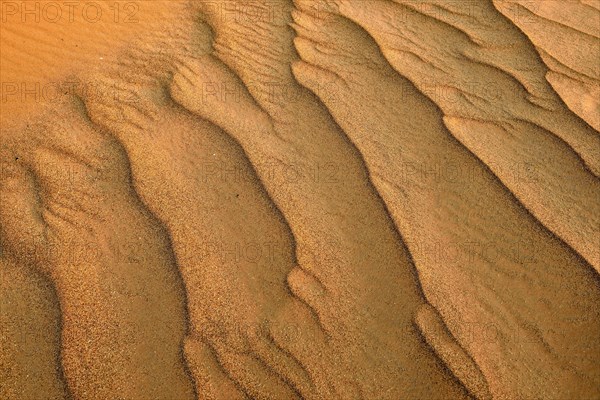 Sand ripples in the sanddunes of Al Khaluf desert