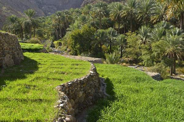 Terraced fields