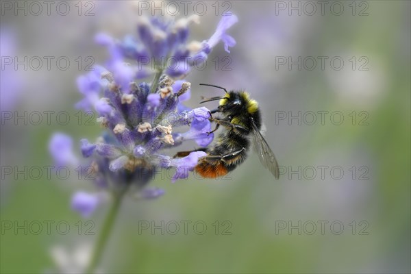 Early bumblebee