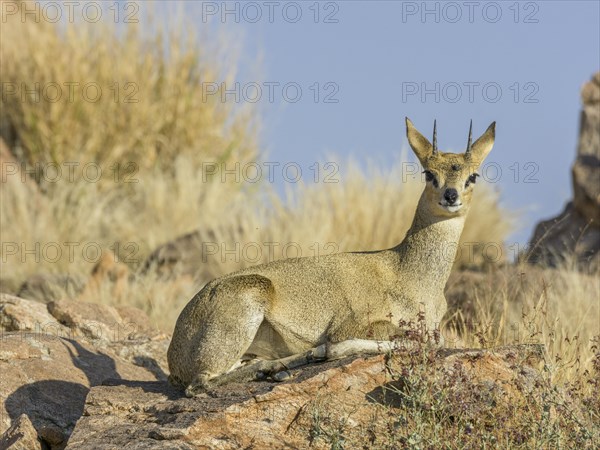 Klipspringer