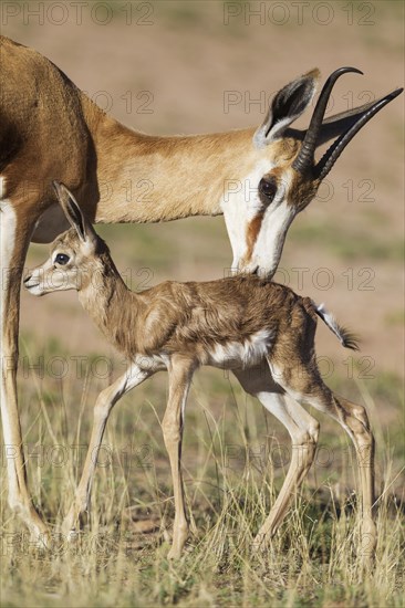 Springboks