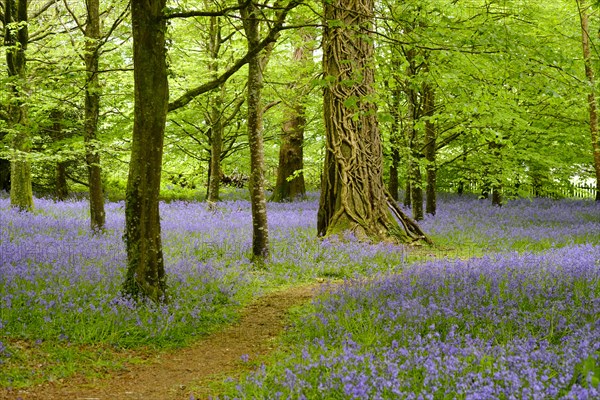 Blossoms of Common bluebell
