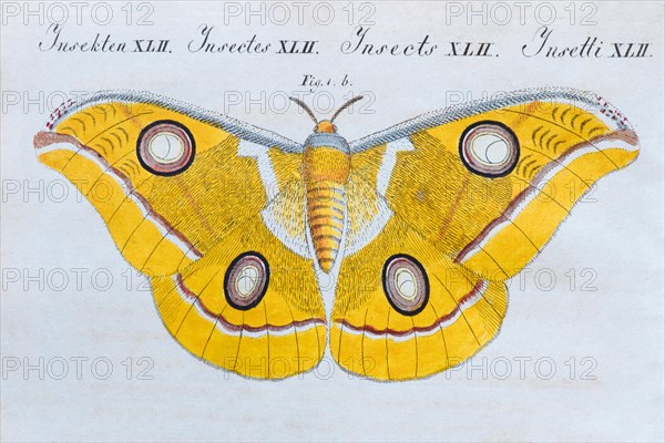 Yellow moth